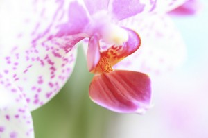 Pastellfarben in der Natur